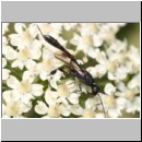 Gasteruption cf assectator - Gichtwespe w04 10mm.jpg